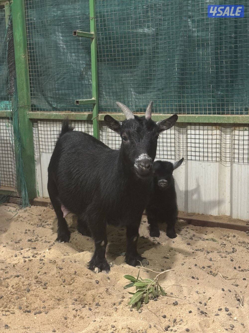 للبيع جيكيه0