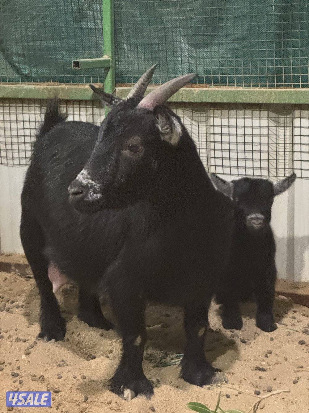 للبيع جيكيه1