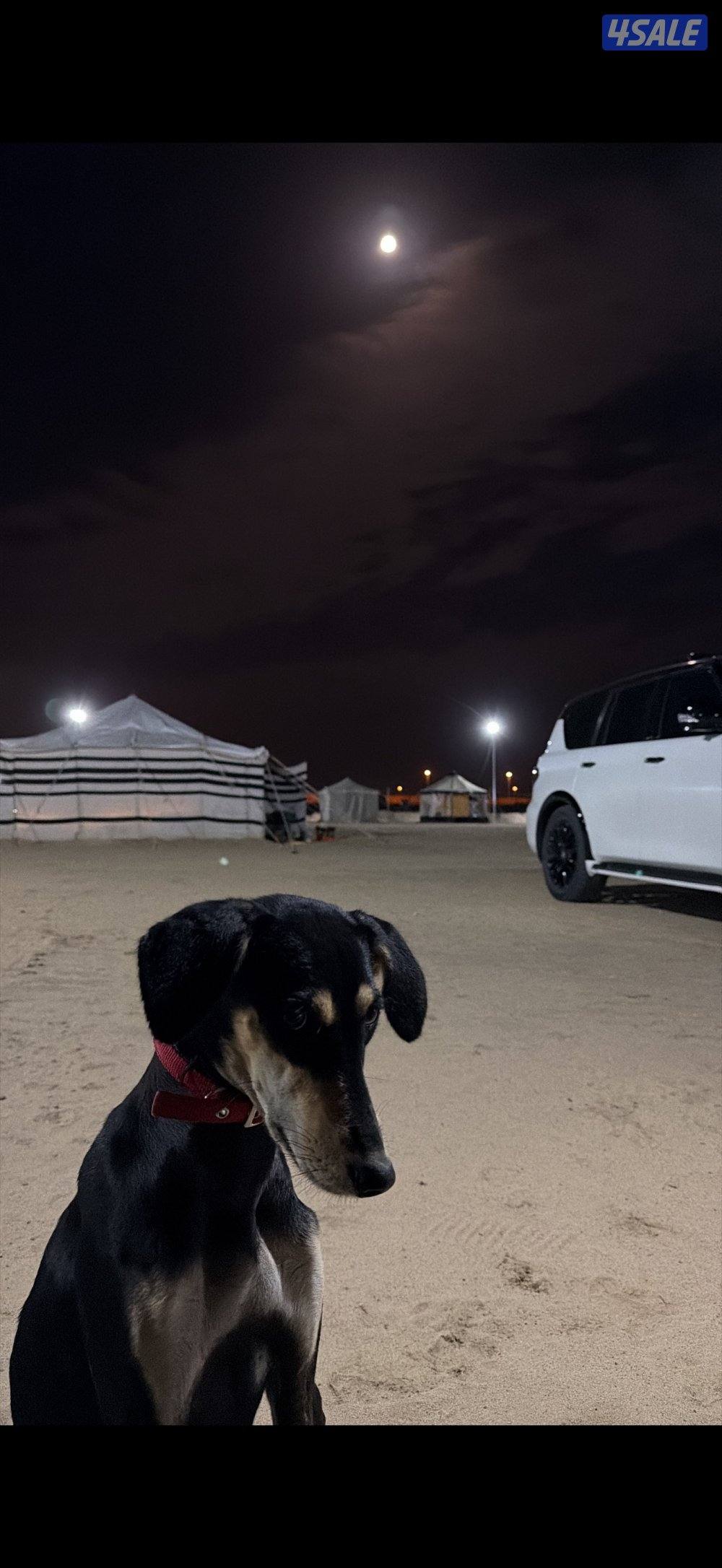 للبيع سلقه بيعه سريعه0