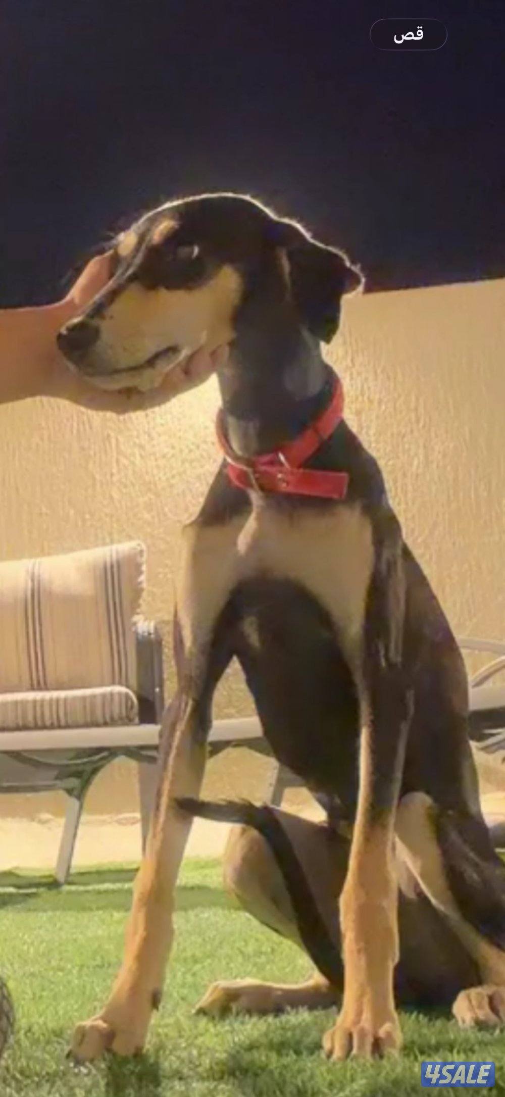 للبيع سلقه بيعه سريعه1