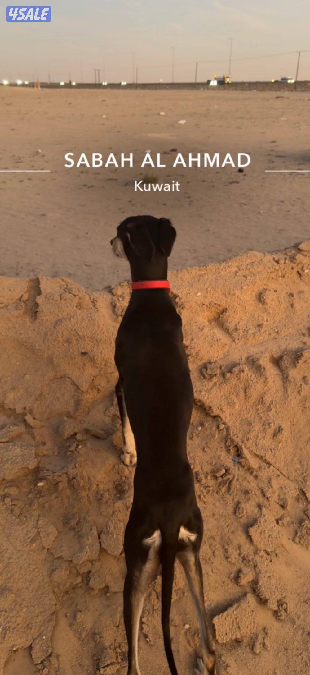 للبيع سلقه بيعه سريعه2