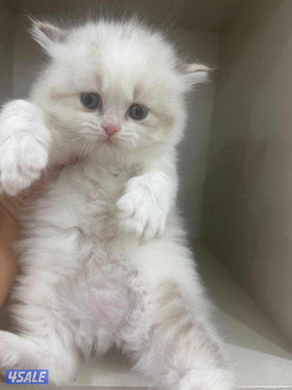 راغدول ذكر ونثيه0