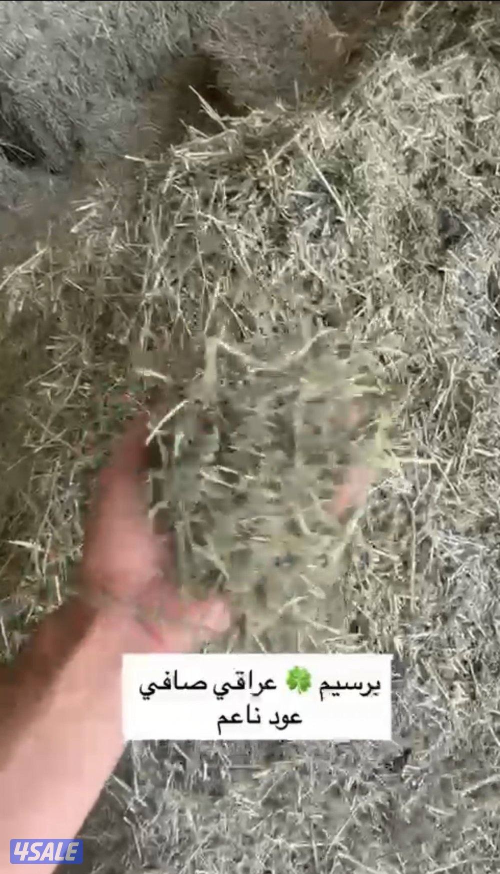 للبيع برسيم عراقي صافي عود ناعم ورق كما يوجد لدينا  اتبان4