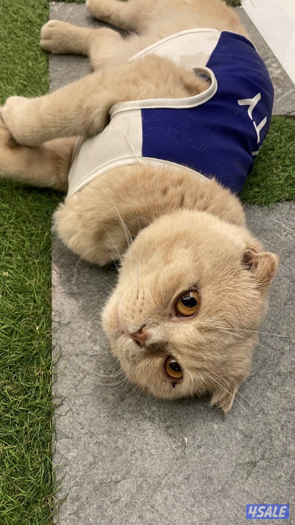 قط ذكر هادي جدا جدا0