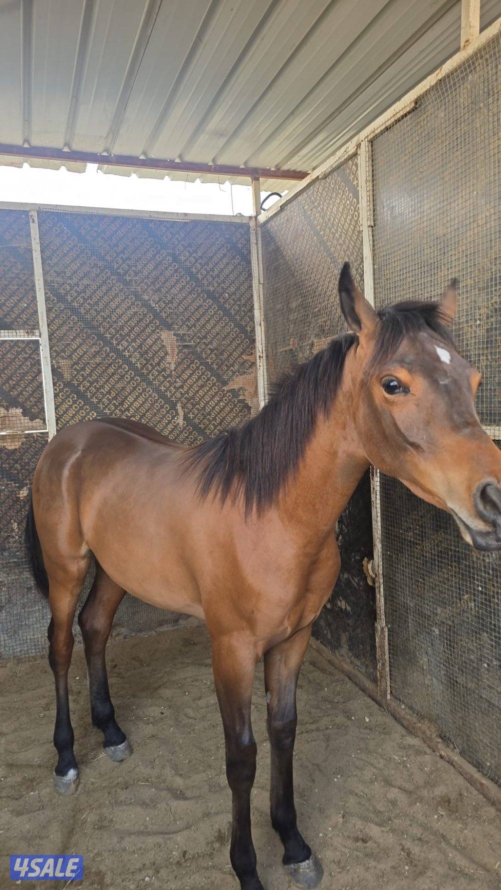 مهرة مواليد 20250