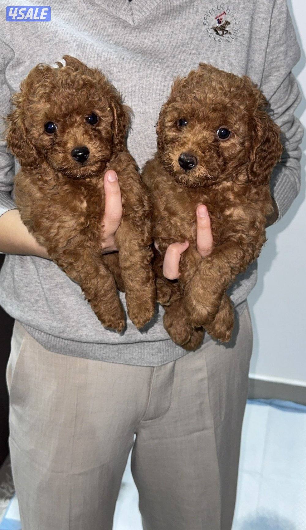 Toy poodle0