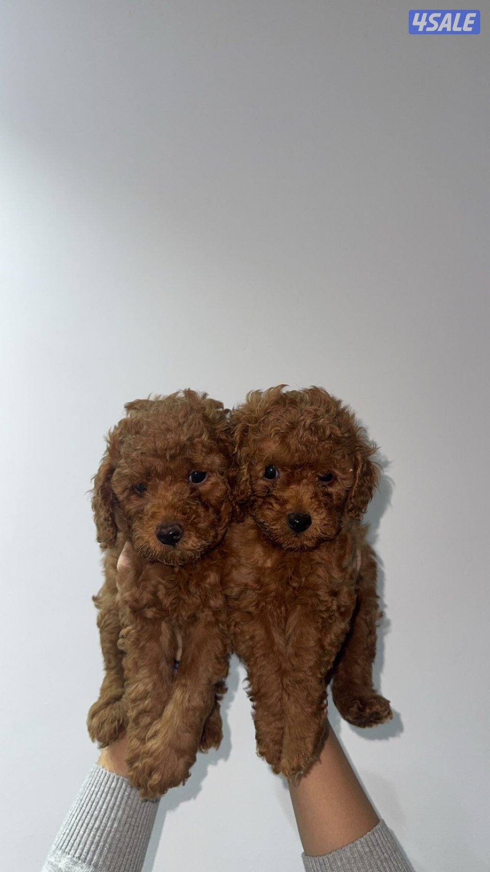 Toy poodle1