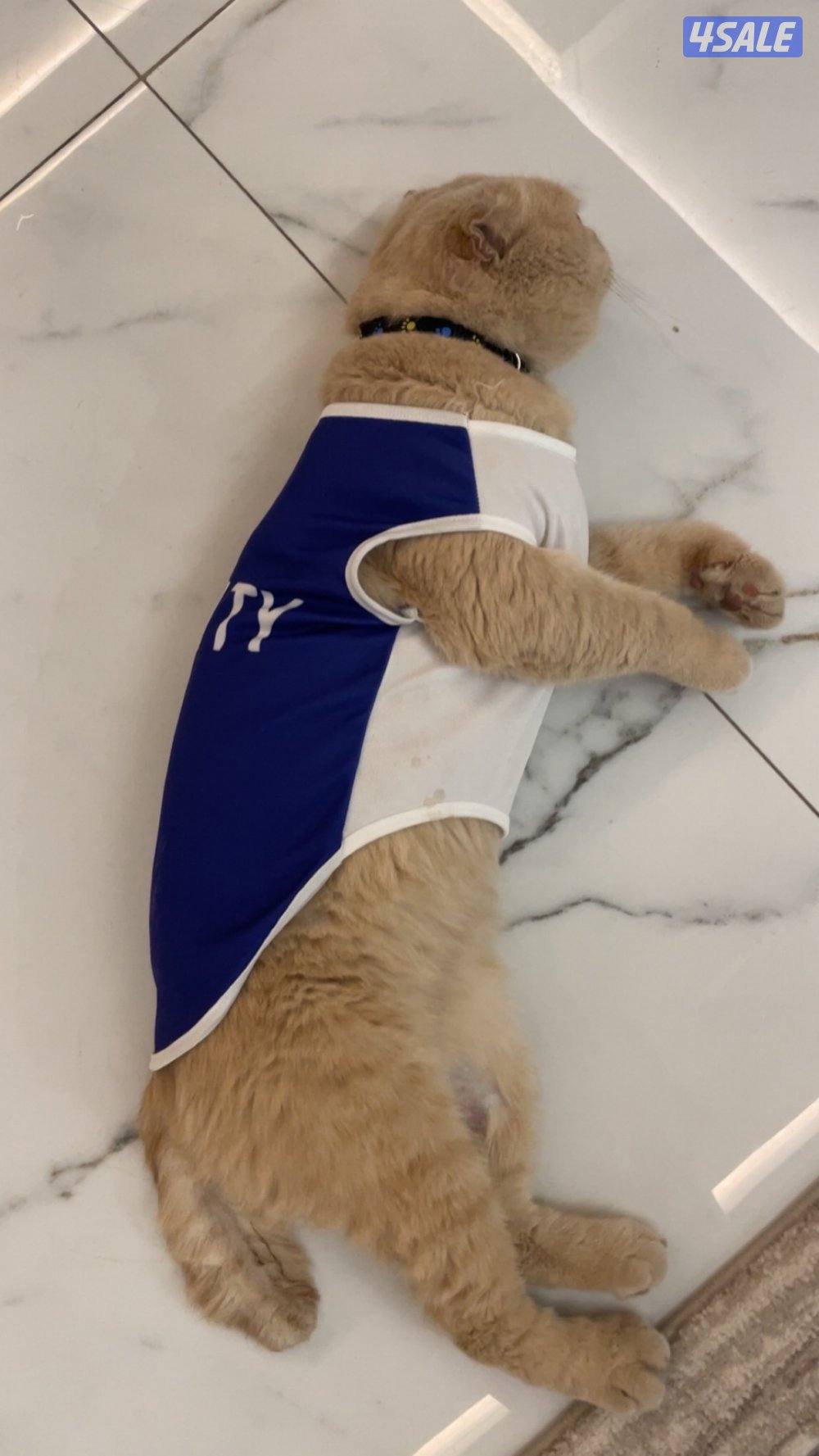 قط ذكر هادي جدا جدا1