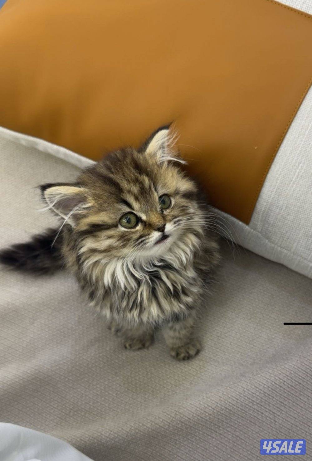 مااعرف نوع القطوه0