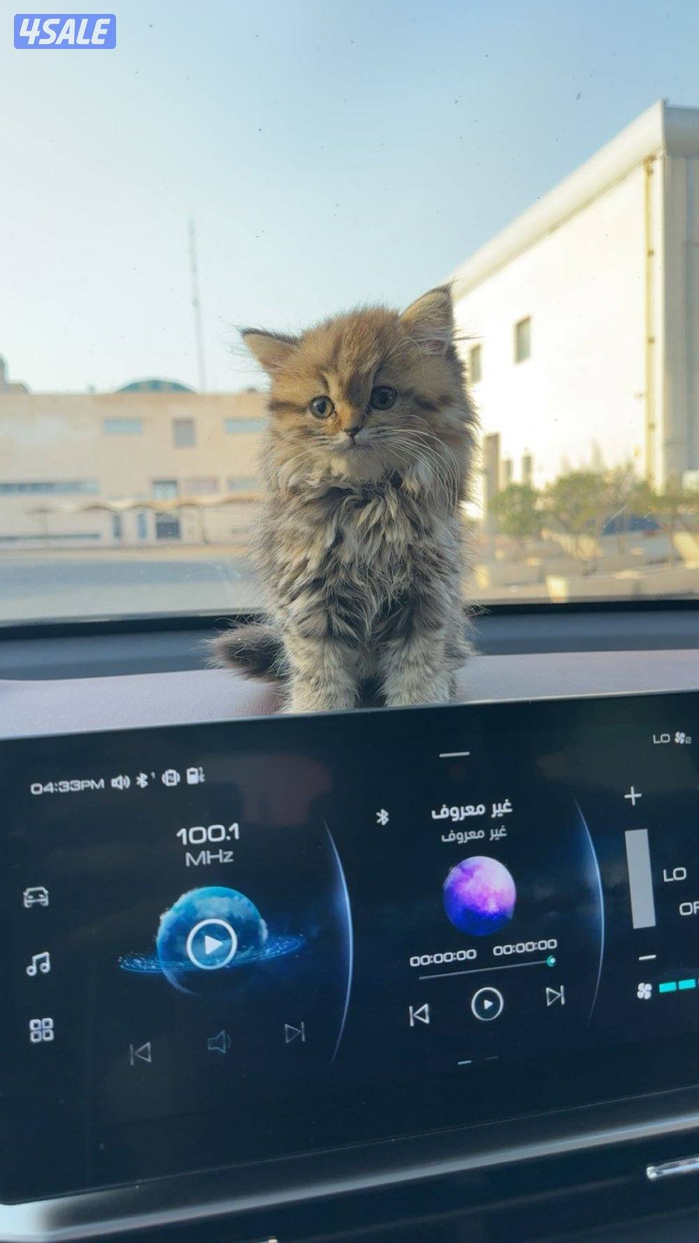 مااعرف نوع القطوه1