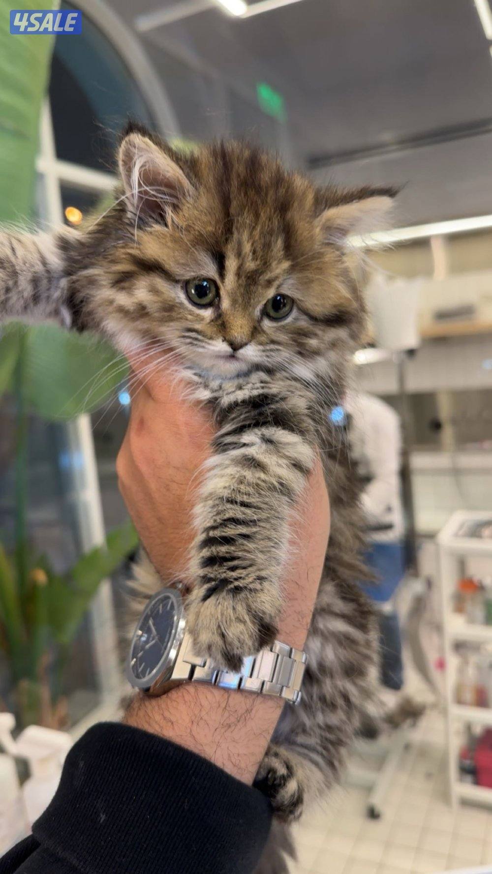 مااعرف نوع القطوه3