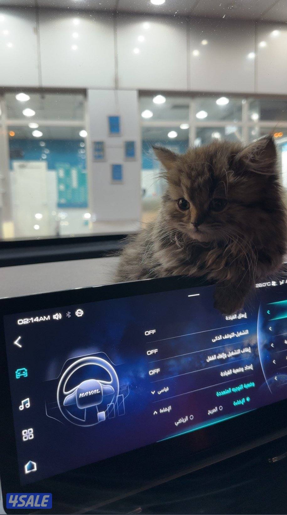 مااعرف نوع القطوه2