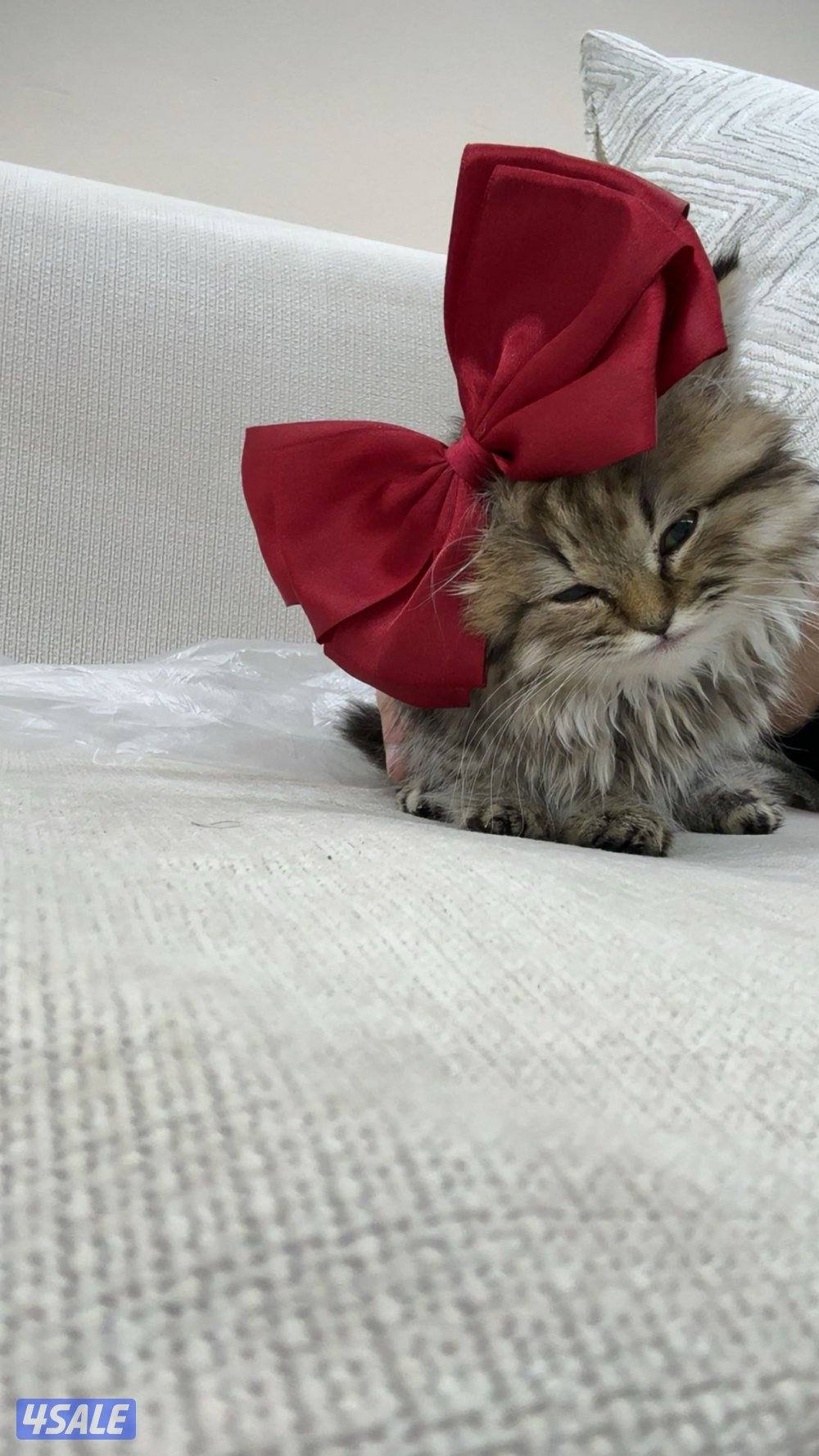 مااعرف نوع القطوه4