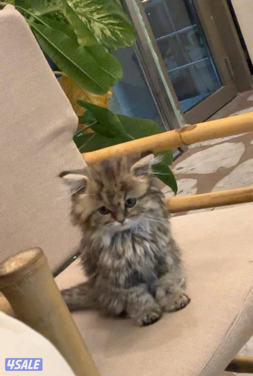 مااعرف نوع القطوه5