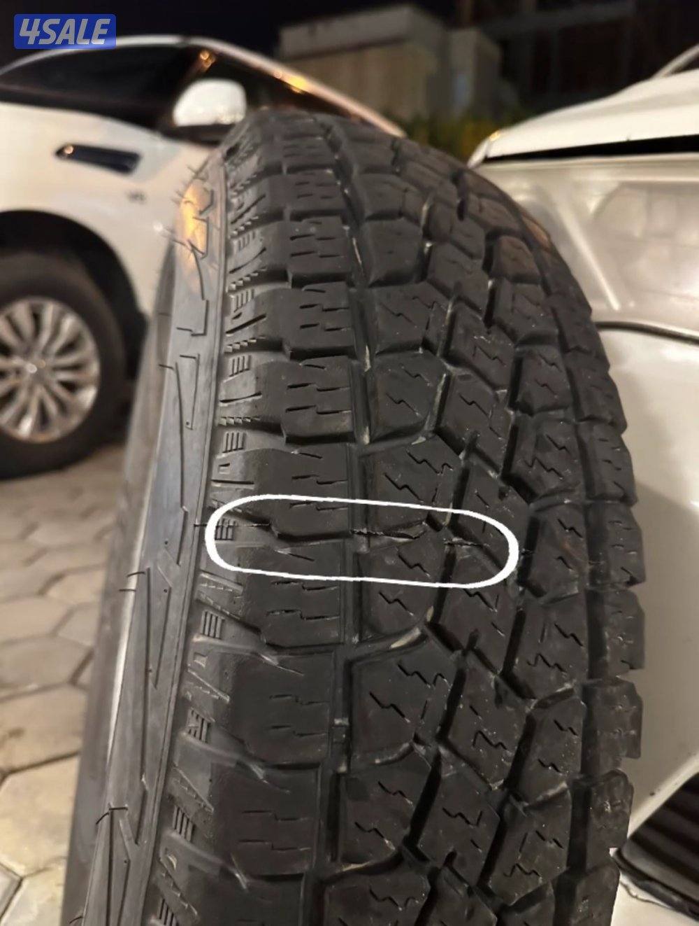 رنقات و شواهين2