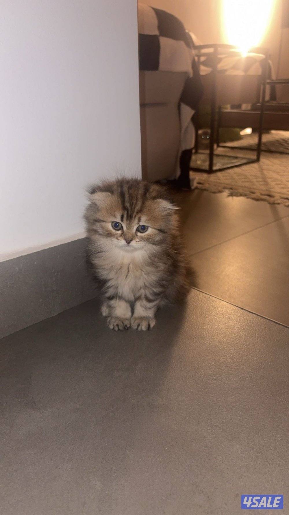 قطاوة سكوتش / scotch cat0