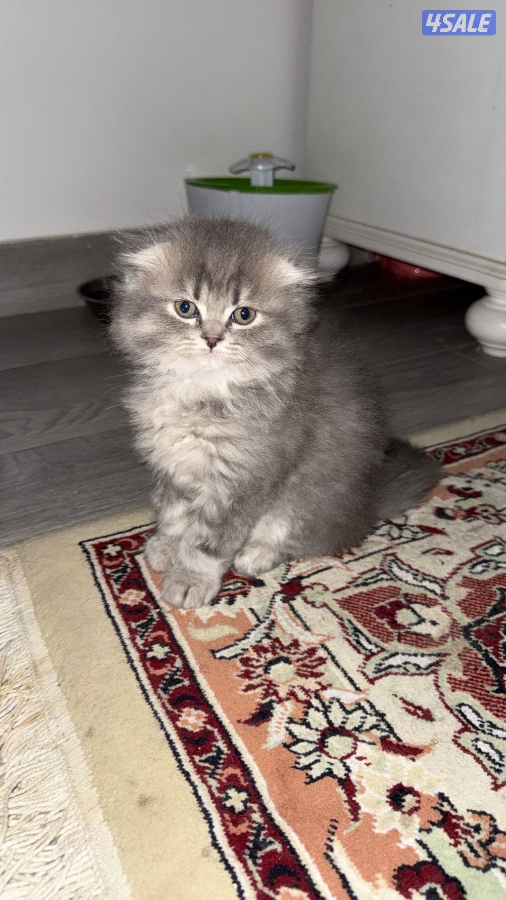 قطاوة سكوتش / scotch cat2