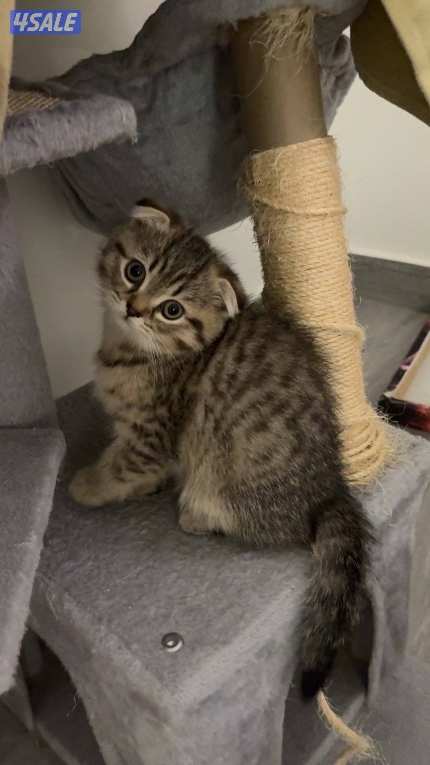 قطاوة سكوتش / scotch cat4