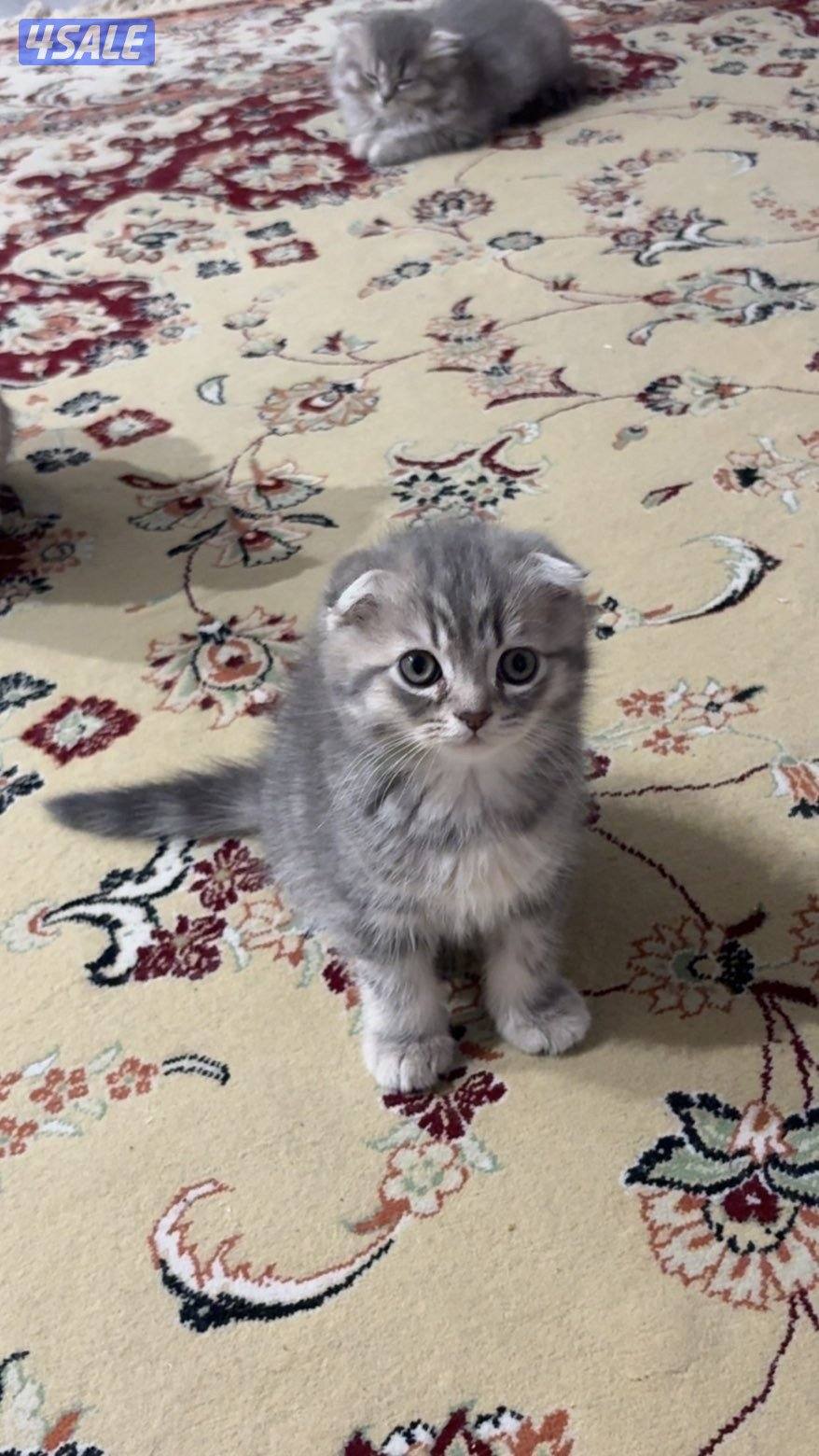 قطاوة سكوتش / scotch cat5