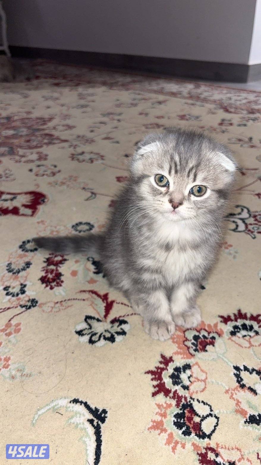 قطاوة سكوتش / scotch cat6