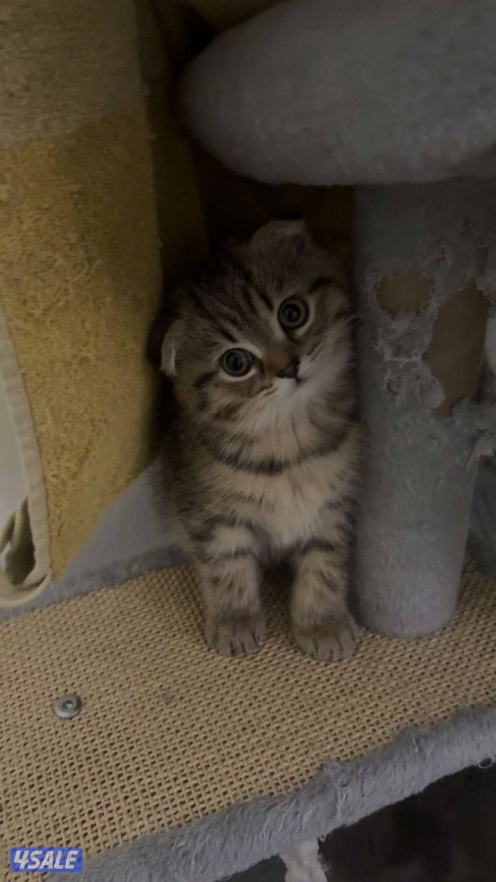 قطاوة سكوتش / scotch cat8