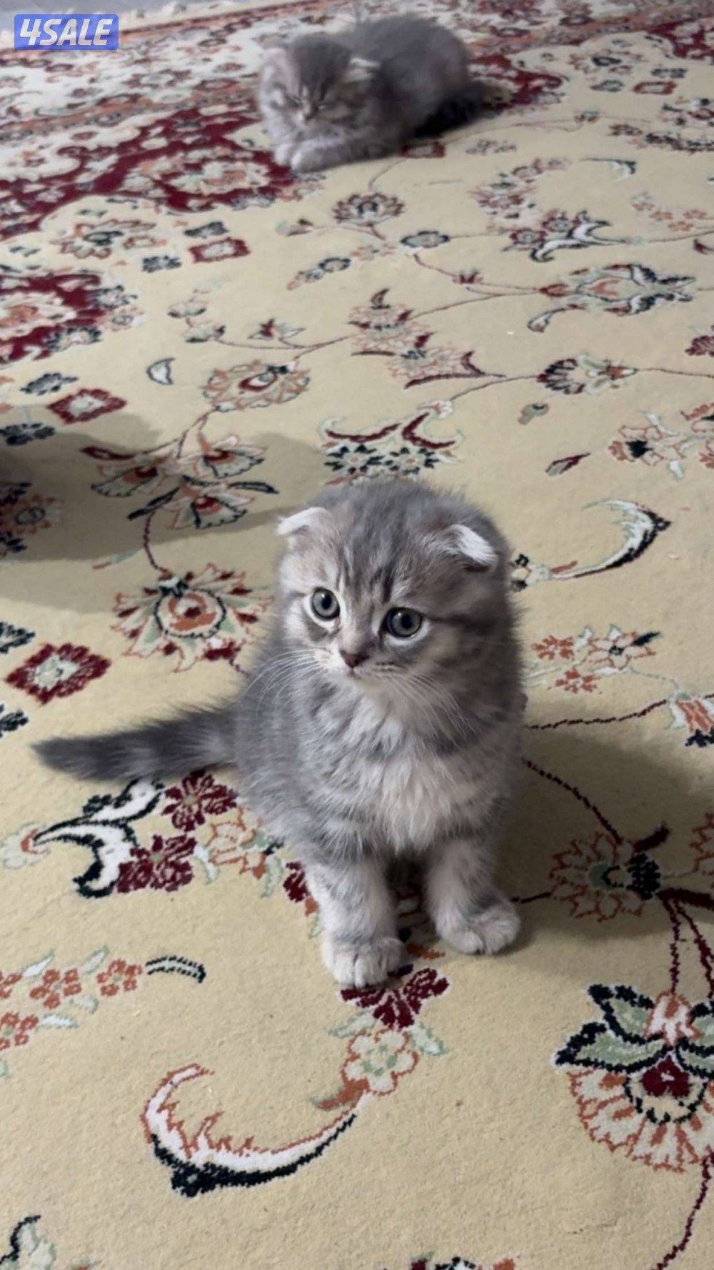 قطاوة سكوتش / scotch cat9