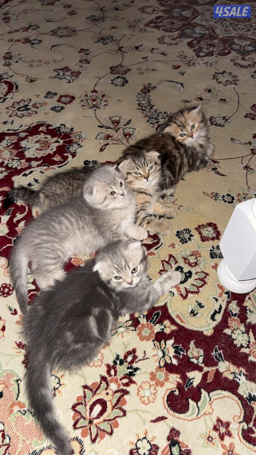 قطاوة سكوتش / scotch cat10