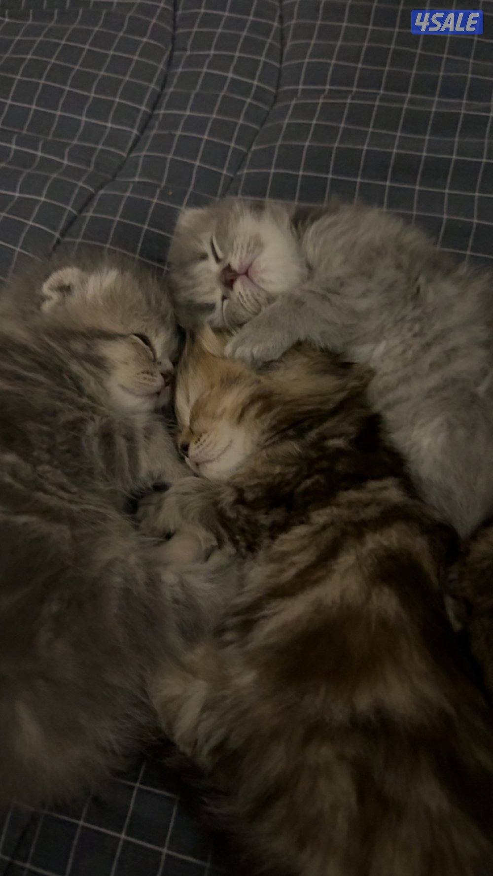 قطاوة سكوتش / scotch cat11