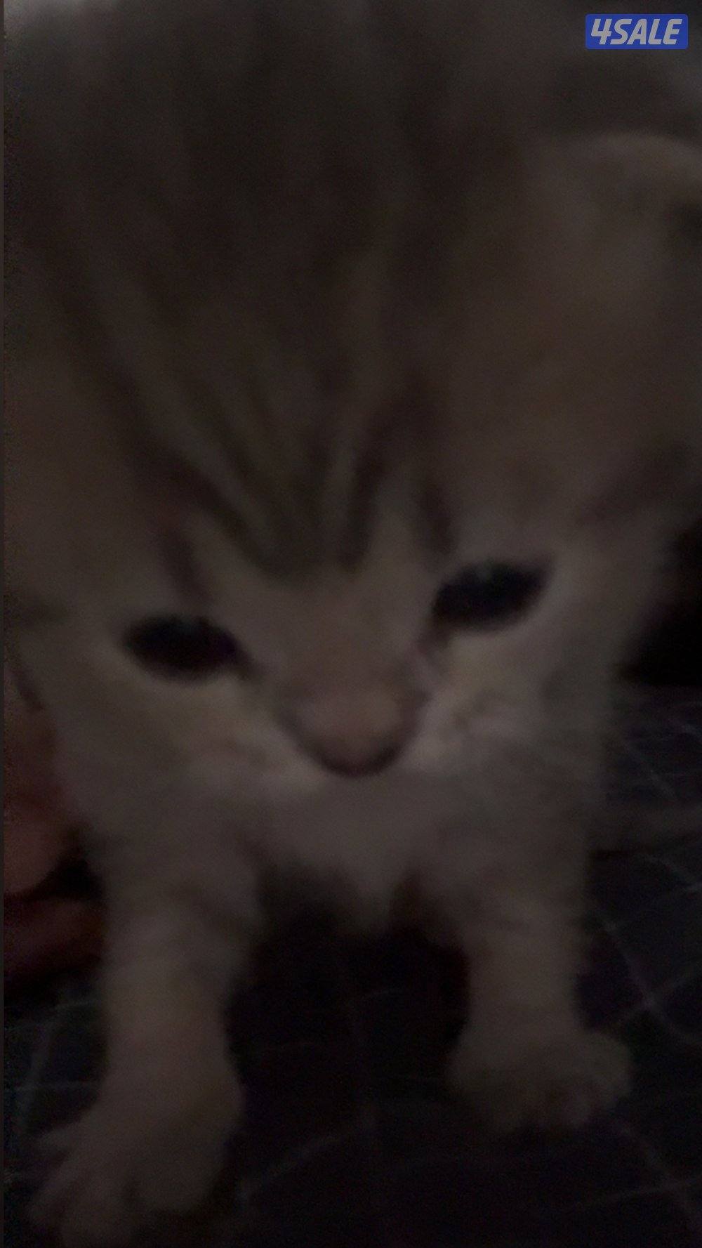 قطاوة سكوتش / scotch cat12