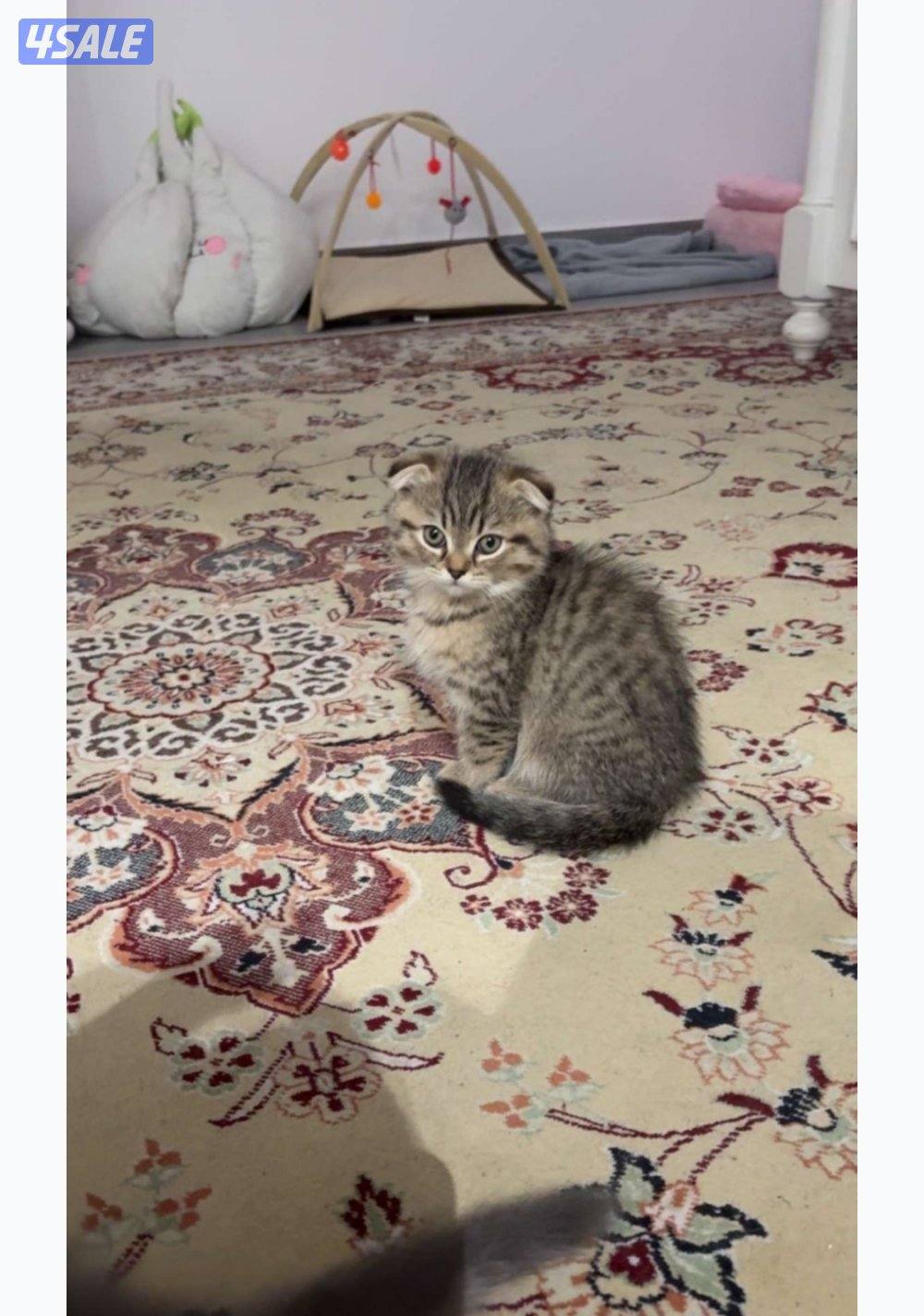 قطاوة سكوتش / scotch cat7