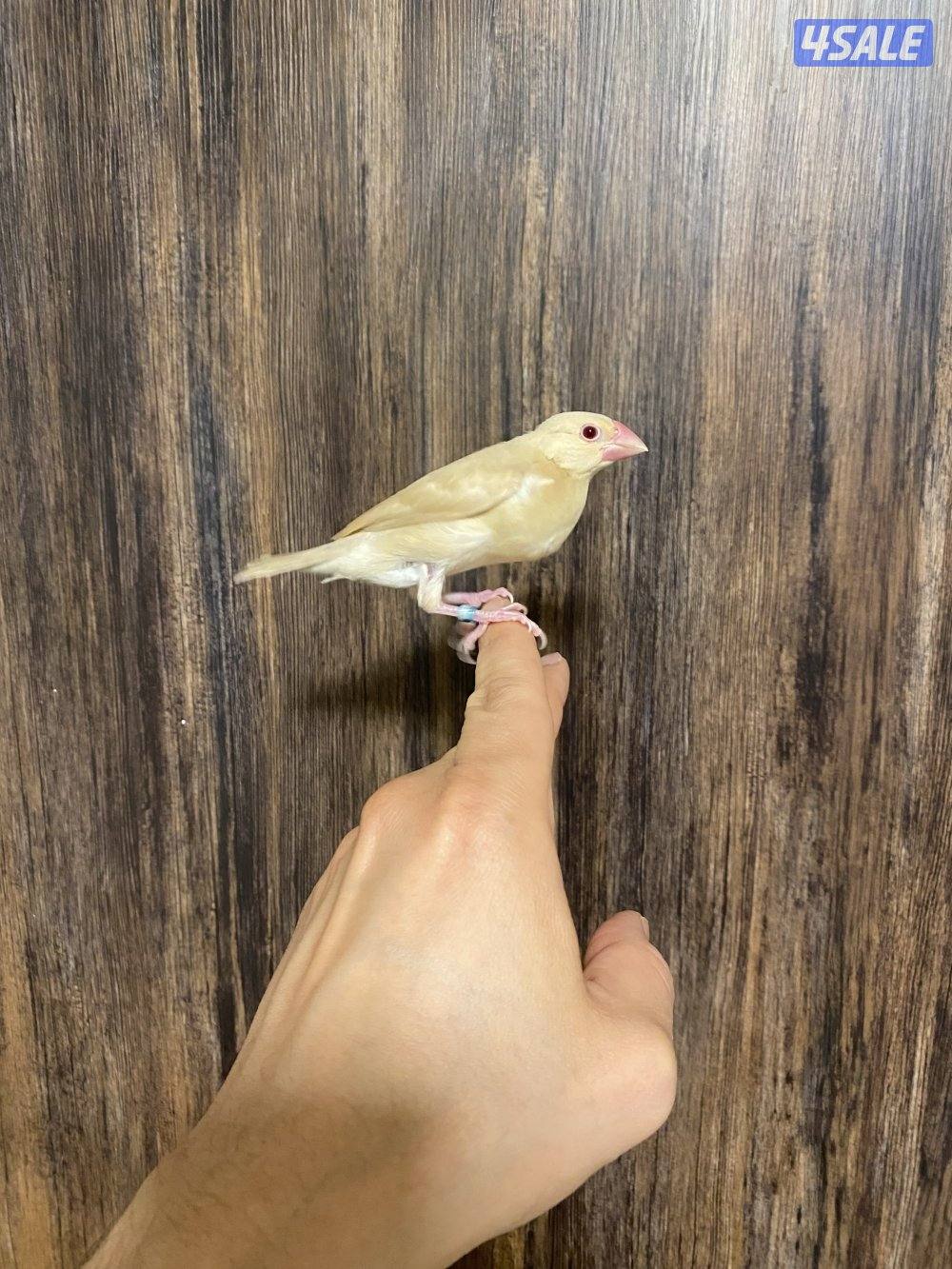 جاوا نهاية عس ربوة0