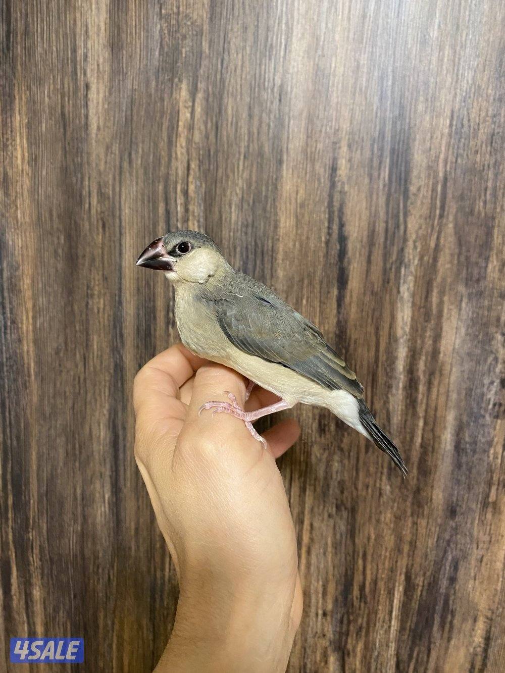 جاوا نهاية عس ربوة1