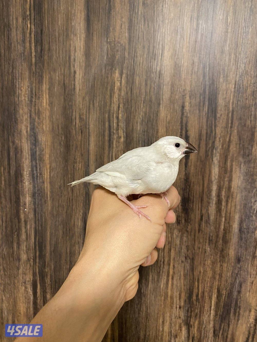 جاوا نهاية عس ربوة2