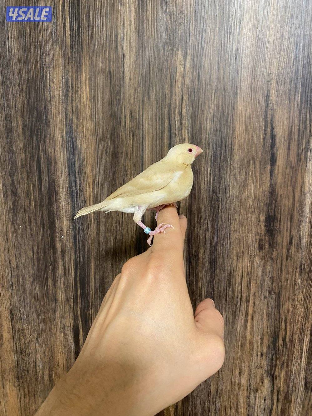 جاوا نهاية عس ربوة3