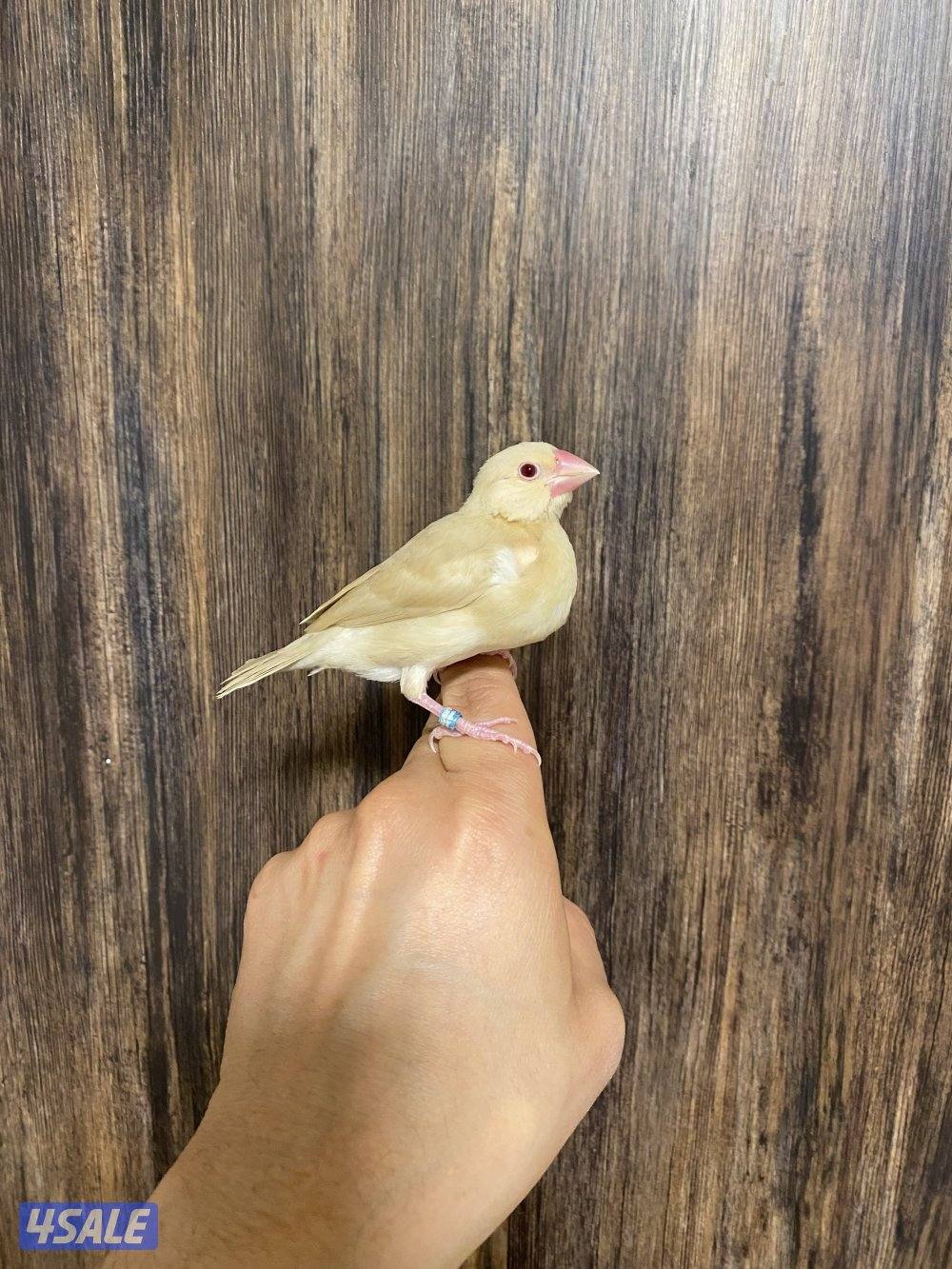 جاوا نهاية عس ربوة4