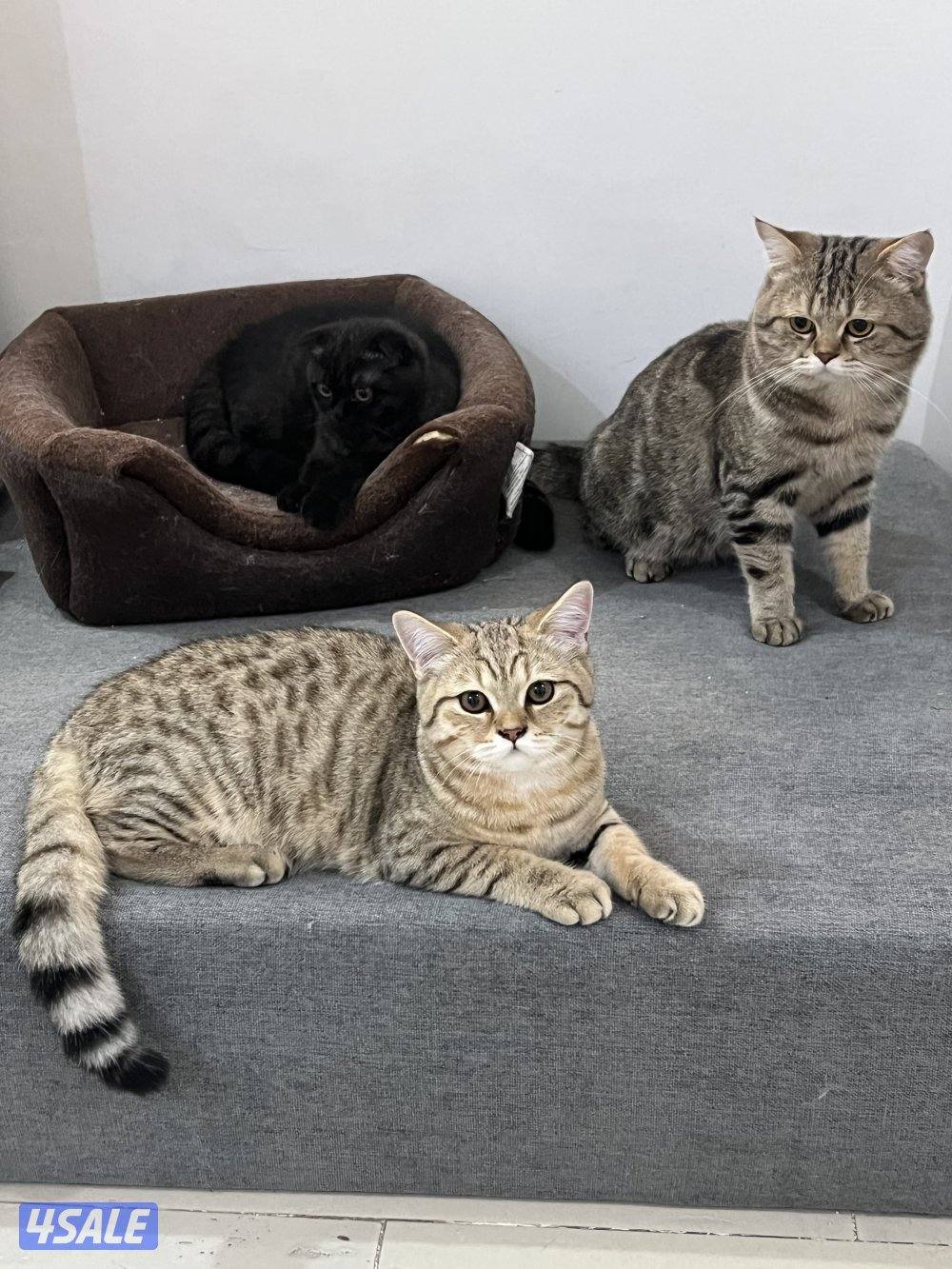 للتبني ٣ قطط ذكور سكوتش0
