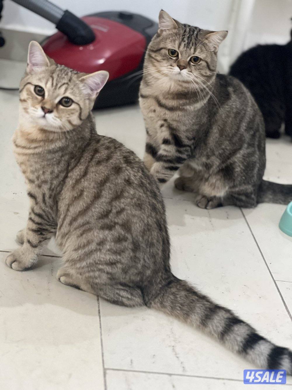 للتبني ٣ قطط ذكور سكوتش1