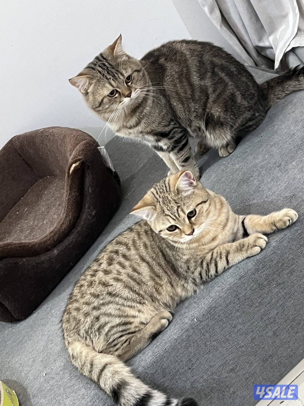 للتبني ٣ قطط ذكور سكوتش2