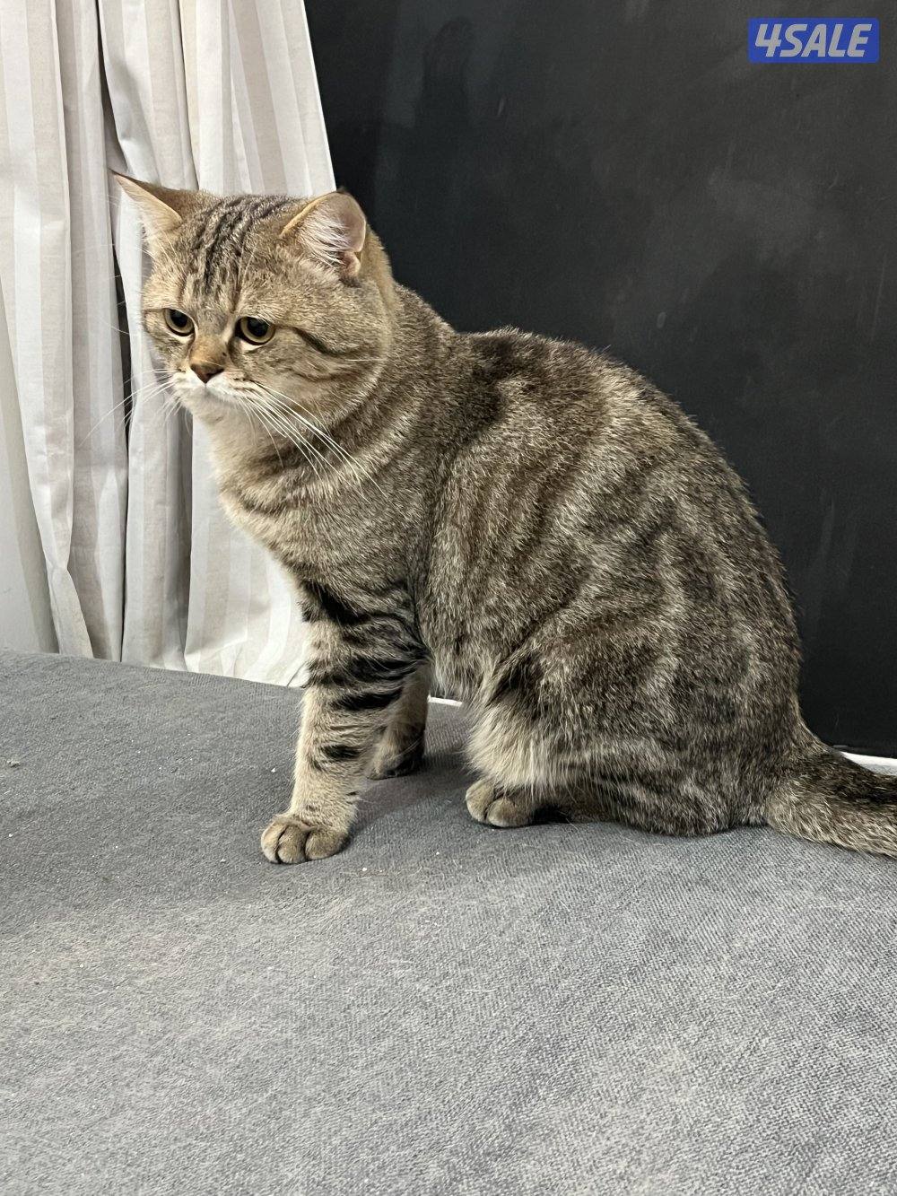 للتبني ٣ قطط ذكور سكوتش3