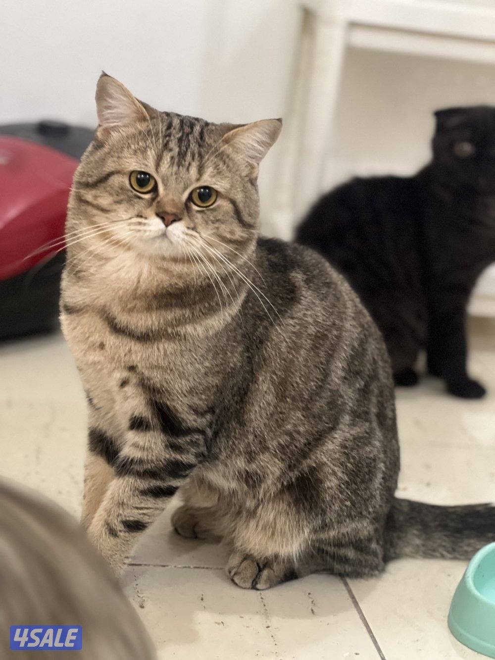 للتبني ٣ قطط ذكور سكوتش4