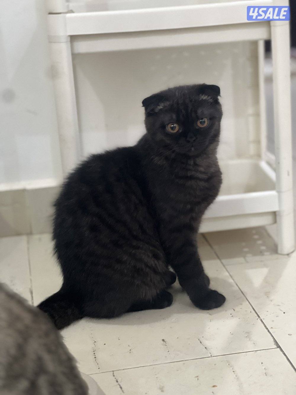 للتبني ٣ قطط ذكور سكوتش5