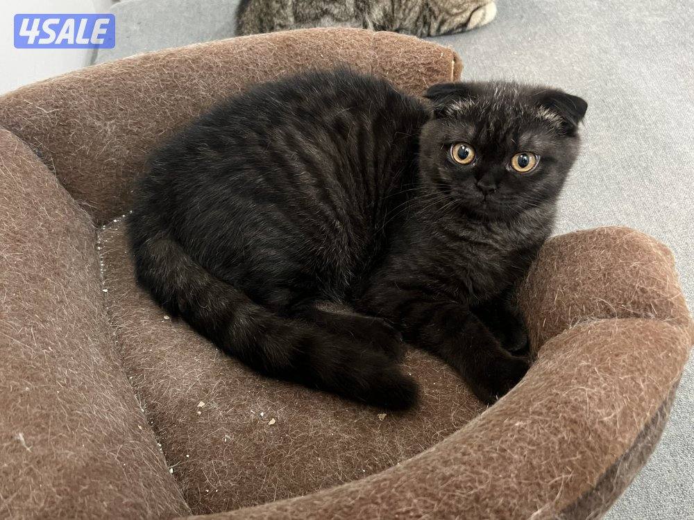 للتبني ٣ قطط ذكور سكوتش6