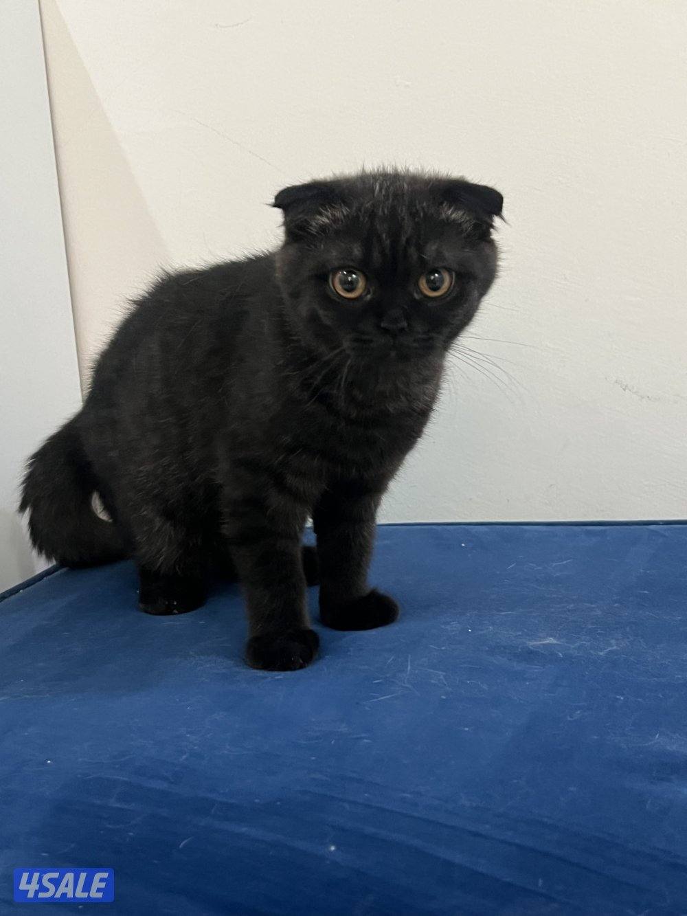 للتبني ٣ قطط ذكور سكوتش7