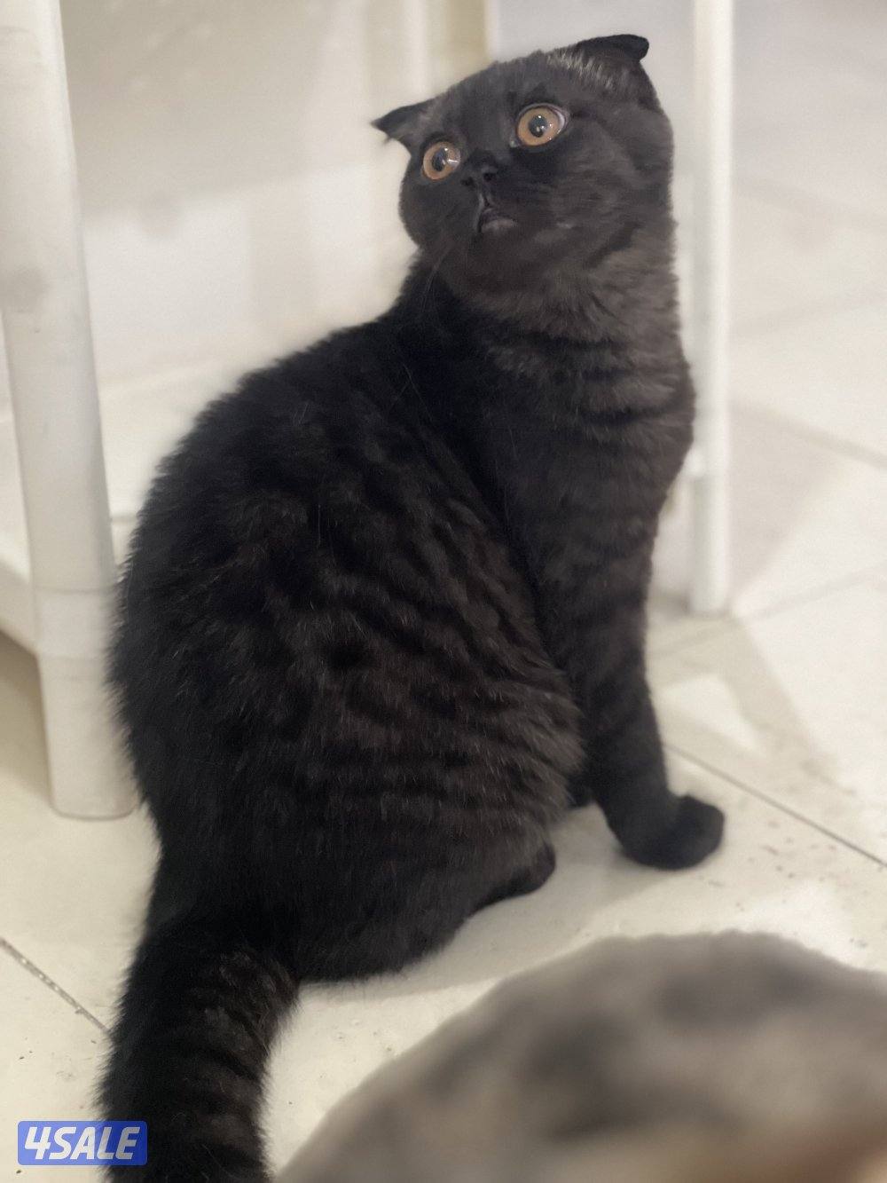 للتبني ٣ قطط ذكور سكوتش8