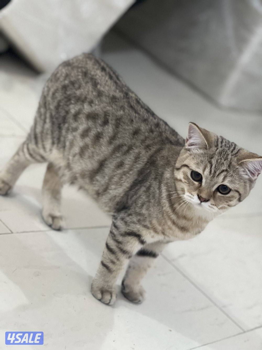 للتبني ٣ قطط ذكور سكوتش9