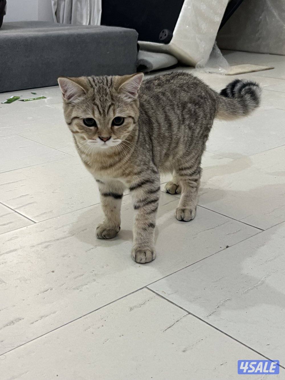 للتبني ٣ قطط ذكور سكوتش10