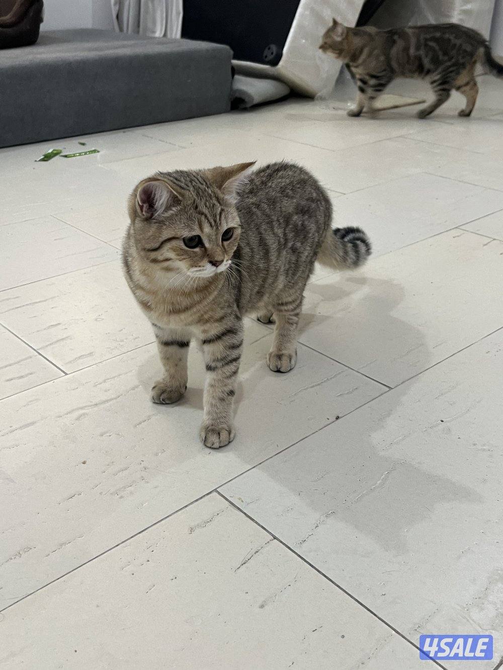 للتبني ٣ قطط ذكور سكوتش11