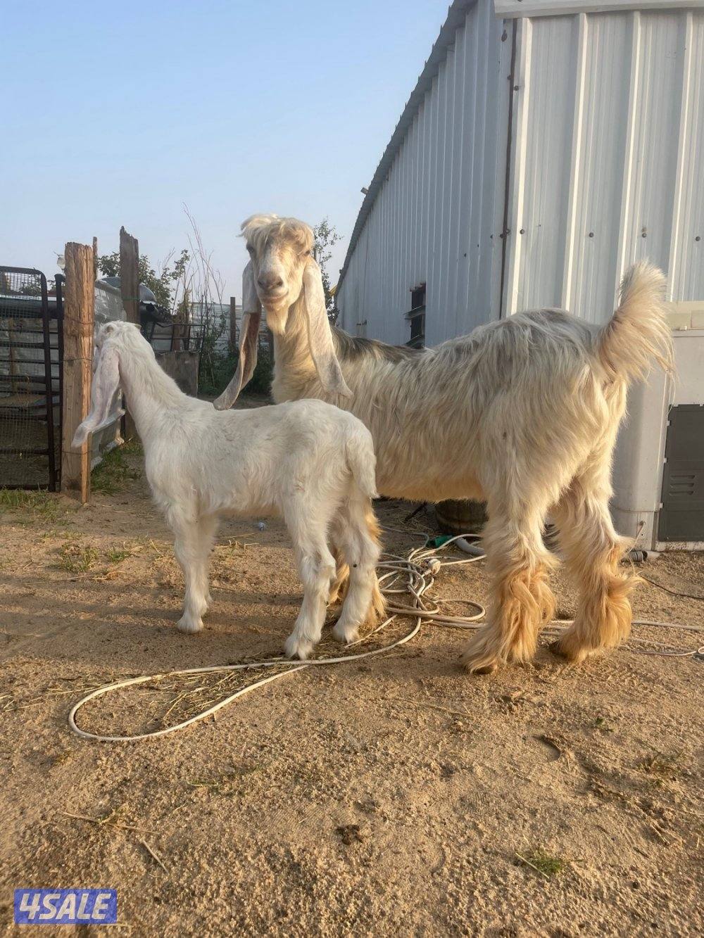 عنز عارضيه طيبه مطفل روم + داغور1