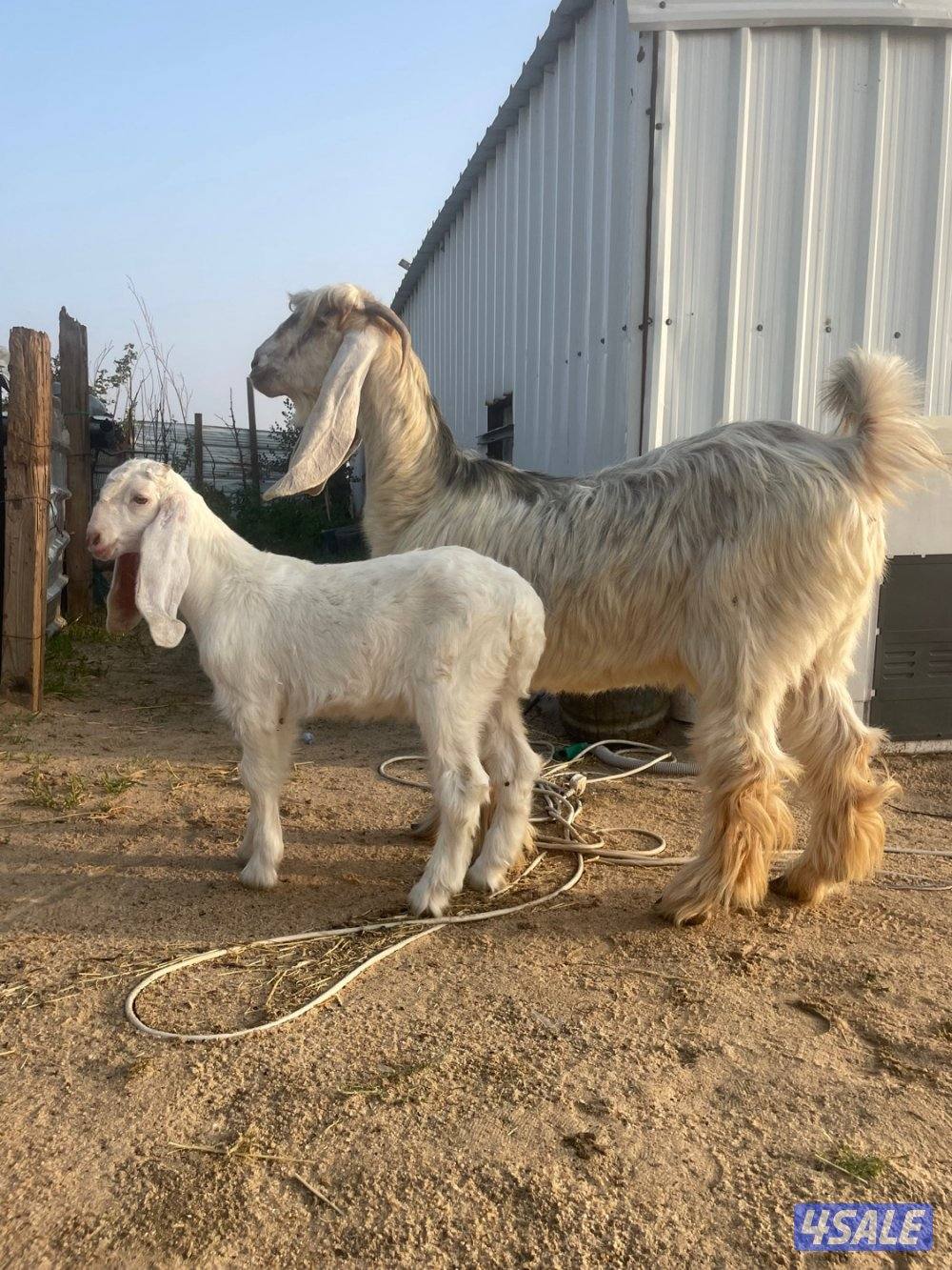 عنز عارضيه طيبه مطفل روم + داغور2