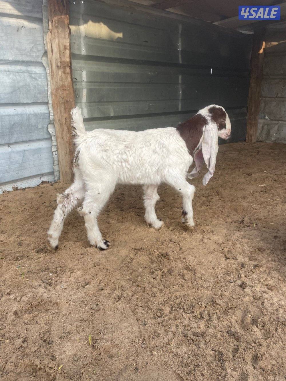 عنز عارضيه طيبه مطفل روم + داغور3